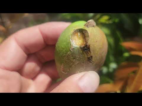 Mystery Predator Strikes Glenn MANGO - Forced To Protect Fruit Early