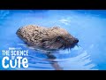 Rescue Hedgehog Goes For His First Swim! | The Science of Cute | BBC Earth Kids
