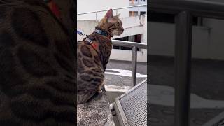 猫の散歩【ベンガル猫】