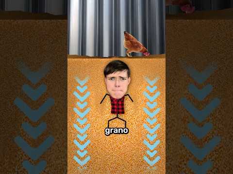 Como Escapar De Un Contenedor De Grano 🐓