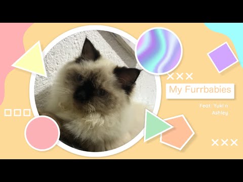 Persian Cat eats Ciao Ciao || My Furrbabies
