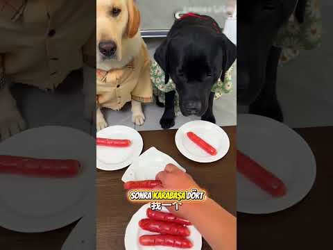 Köpeklerim Hile Yaptığımı Yakaladı 😂🐶