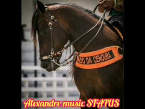 feriado de vaqueiro vídeo de vaquejada para status (Alexandre music status)