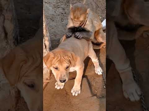 monkey and dog puppy👉🏻🐒🙈😅🤣🤪❤❤️❤❤️#🐩#youtubeshorts