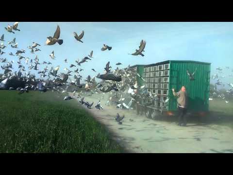 Start gołębi z Murowanej Gośliny 1