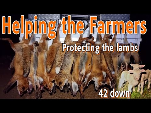 Out Helping the Farmers || Protecting the Lambs