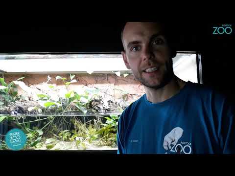 Zootier der Woche: Chinesische Rotbauchunke (Bombina orientalis)