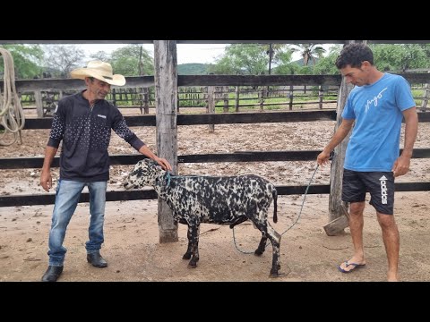  FAZENDA CANTINHO IAÇU BAHIA MAIS UMA EMTREGA REALIZADA (87)996456741 Zap