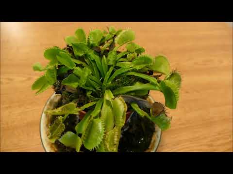 Venus Flytrap (Going Into Winter Dormancy)