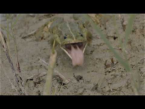 Frosch springt nach Fliege / Frog jumps after fly