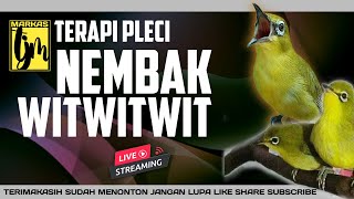 Download lagu 🔴LIIVE terapi PLECI nembak witwitwit mudah ditiru mp3