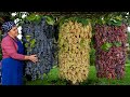 Grape Harvesting And Prepare OLD FASHIONED GRAPE JAM