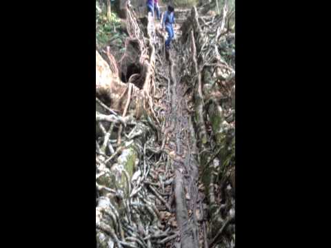 Living root Bridges- Cherrapunji