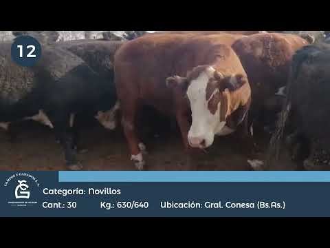 Lote Novillos UE Hilton - Conesa, San Nicolas Bs As