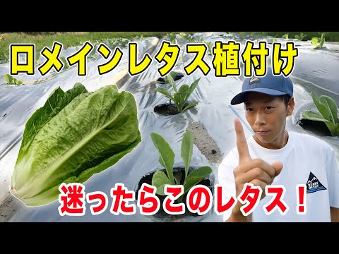 子羊のレタス 植物