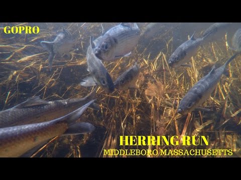 Herring Run 2017 ~ Middleboro Massachusetts