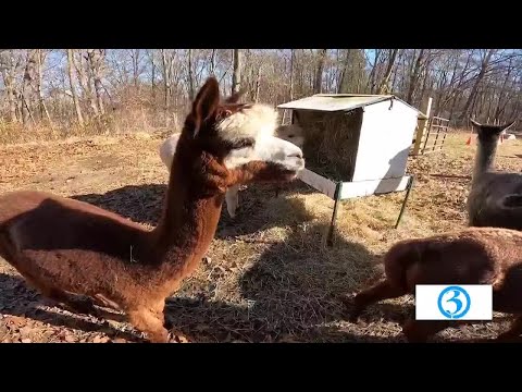 Round Hill Alpacas - YouTube