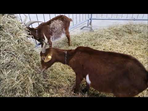 PECORE E CAPRE ALLA FIERA ZOOTECNICA DI QUARESIMA  AL MIAC DI CUNEO. DOM. 7 - 4 - 2019