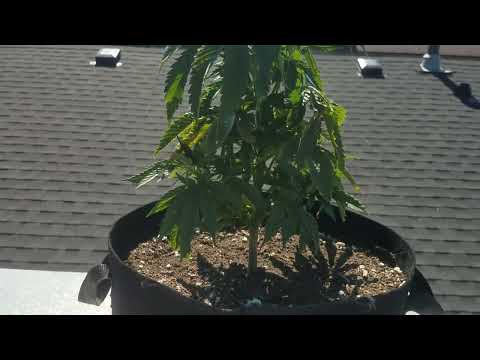Durban Poison, Hawt or not? A Cannabis grow story.