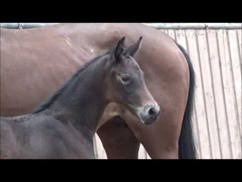 KN 13 Ferreira Sf v. Florentianer - Wolkenstürmer