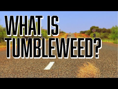 What is Tumbleweed and Why Does it Tumble?