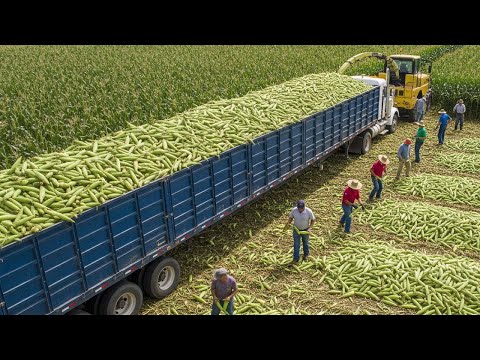 How American Farmers Harvest and Process Millions of Tons of Sweet Corn