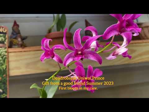 Dens In Bloom | June 2024