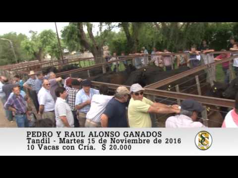 15-11-16 Venta de Vientres - Pedro y Raul Alonso - Tandil