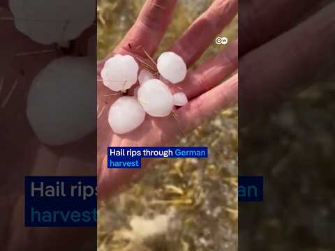 One field bears the weight of extreme weather and war | DW News