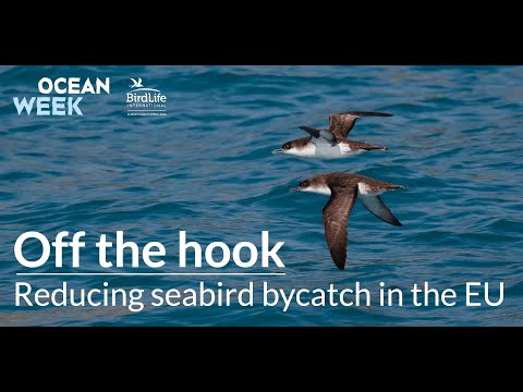 Off the Hook - Reducing seabird bycatch in the EU [Ocean Week]