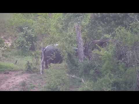 Djuma: Hippo leaving the dam - 17:43 - 11/13/2023