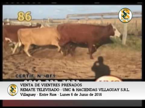 06-06-16 - VENTA DE VIENTRES PREÑADOS - REMATE TELEVISADO UMC & HACIENDAS VILLAGUAY