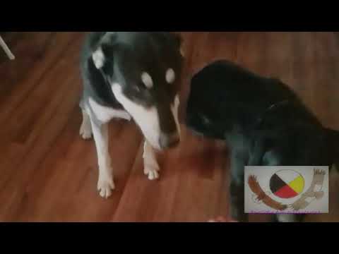 Dogs Eating Strawberies