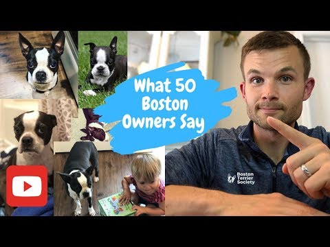 download lagu mp3 mp4 Best Boston Terrier Breeders, download lagu Best Boston Terrier Breeders gratis, unduh video klip Best Boston Terrier Breeders