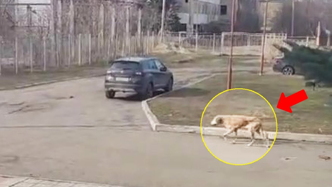 Azalea the dog rescue thumbnail