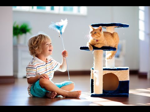 Kitten cat with cute baby playing in home  inside & outdoor