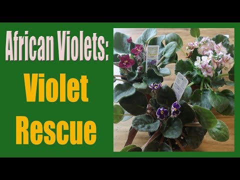 African Violets: Big Box Store Violet Rescue!