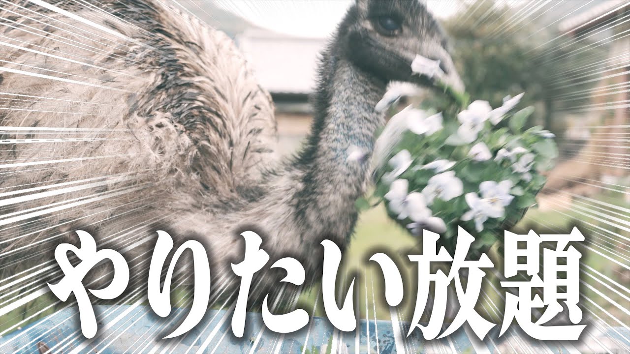 エミューがいる家で庭仕事をするのは大変です…