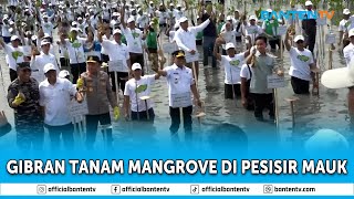 WAKIL PRESIDEN TANAM MANGROVE DI PESISIR MAUK