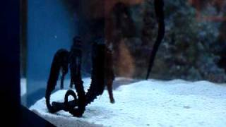 The Abramson Singers - Fool's Gold