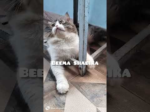 cat's funny videos 🤣🤣 #cat #catvideos #trendingshorts #catfunny #comedy