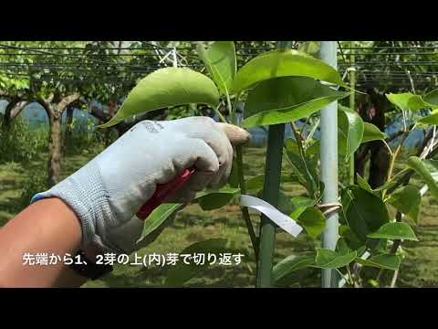 梨の木の隣に何を植えますか