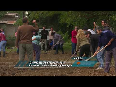 Cinturones cada vez más verdes