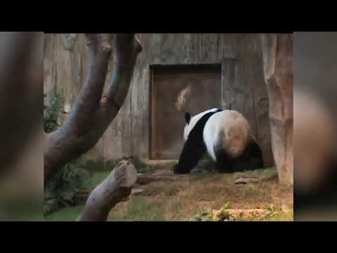 Funniest Pet Bloopers & Moments Compilation ep.61