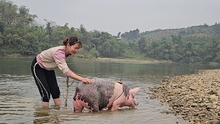 Take the pig to the river to bathe.  Growing corn as food for pigs and chickens. ( Tập 252 ).