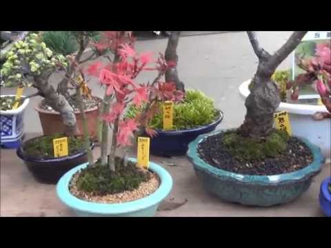 Bonsai in Ueno Park, Bonsai in Tokyo, bonsai trees for sale to the public