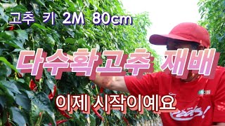 [고추재배]  다 딸지 걱정입니다/다수확고추재배/방우현 고추