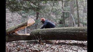 #408 Pressure, Tension, Danger, This Tree Has It All!