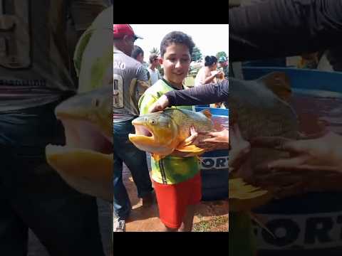Dia de esvaziar  o lago de Altamira  do paraná