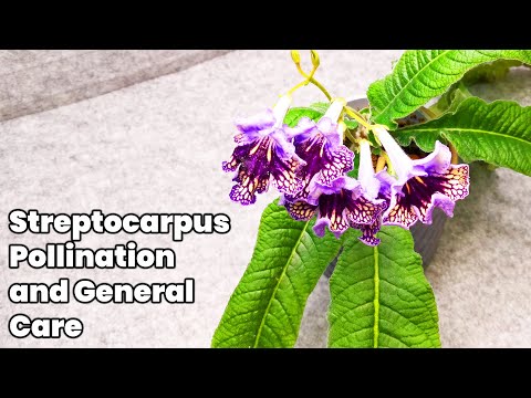 Streptocarpus Pollination and General Care